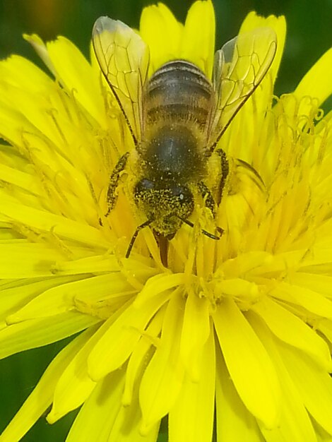 Close-up of insect on yellow flower