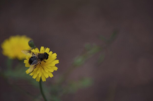 Close-up of insect on yellow flower