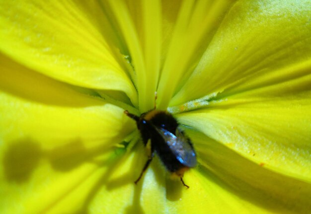 Close-up of insect on yellow flower