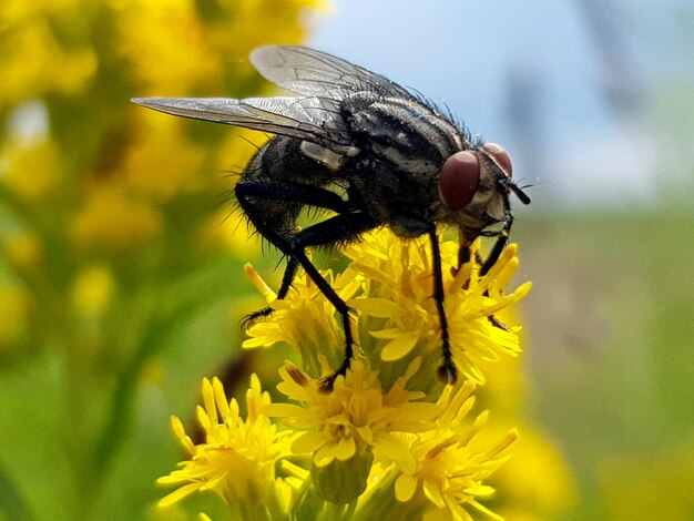 Close-up of insect on yellow flower