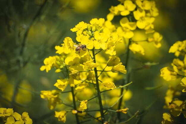 Close-up of insect on yellow flower