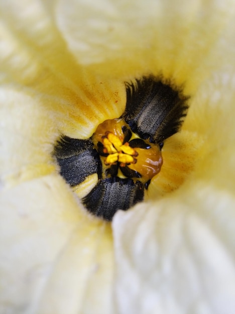 Foto prossimo piano di un insetto su un fiore giallo