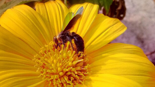 Close-up of insect on yellow flower