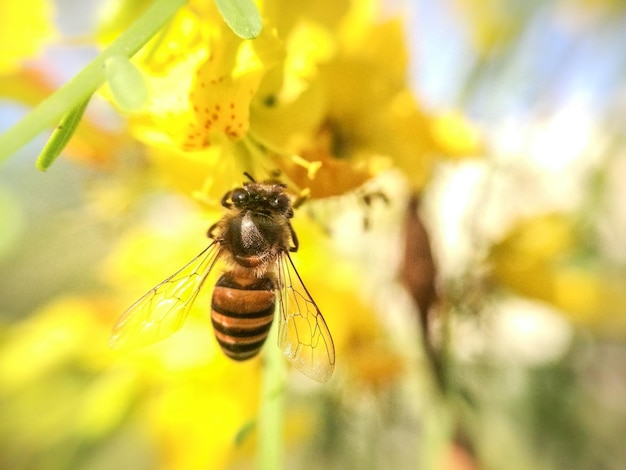 close-up of insect on yellow flower