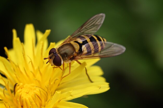 Close-up of insect on yellow flower