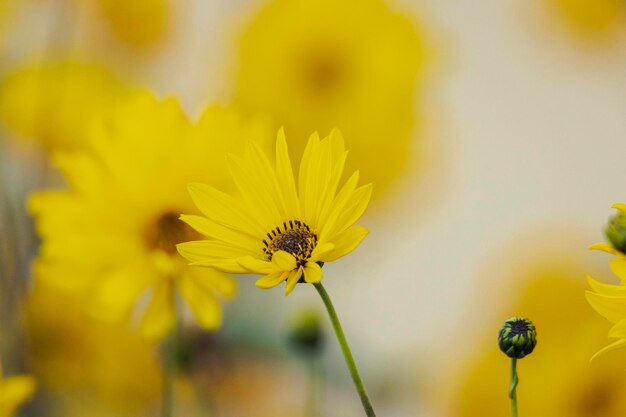 Close-up of insect on yellow flower