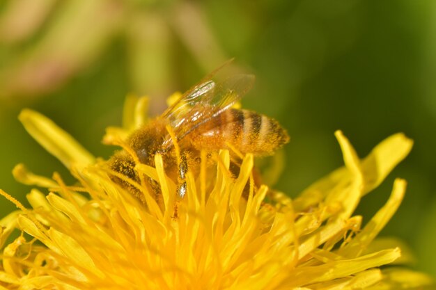 Close-up of insect on yellow flower