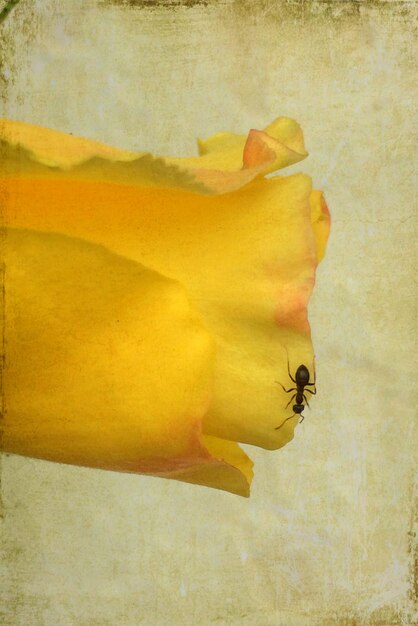 Close-up of insect on yellow flower