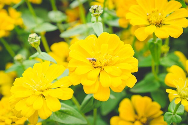 Close-up of insect on yellow flower