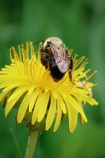 Close-up of insect on yellow flower