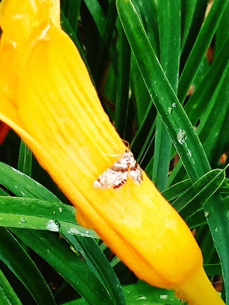 Close-up of insect on yellow flower