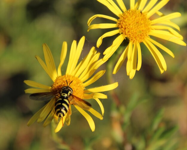 Close-up of insect on yellow flower