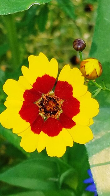 Close-up of insect on yellow flower