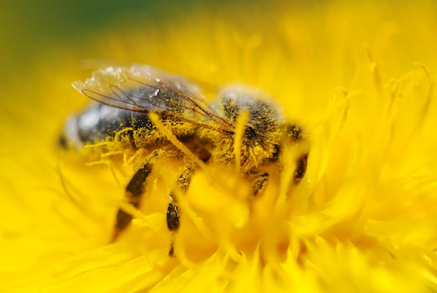 Close-up of insect on yellow flower