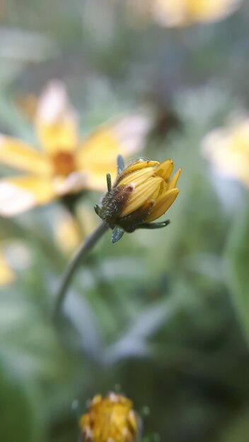 Close-up of insect on yellow flower