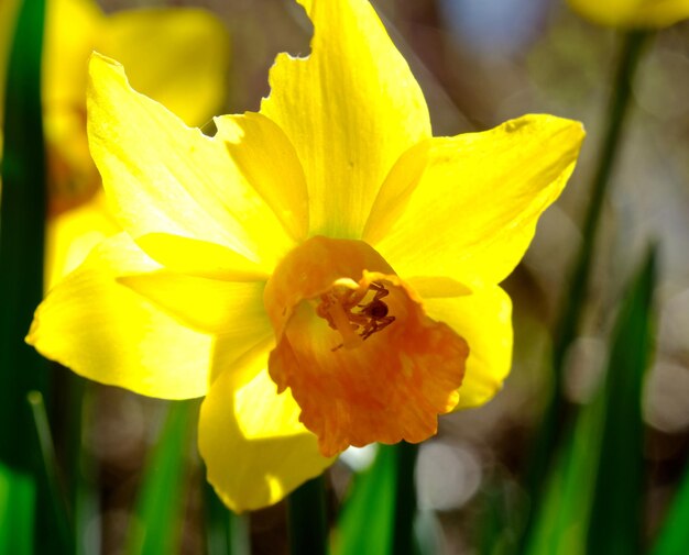 Close-up of insect on yellow flower