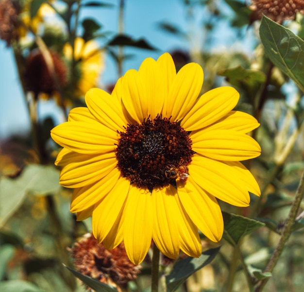 Close-up of insect on yellow flower