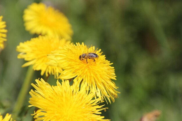 Close-up of insect on yellow flower