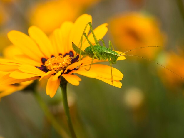 close-up of insect on yellow flower