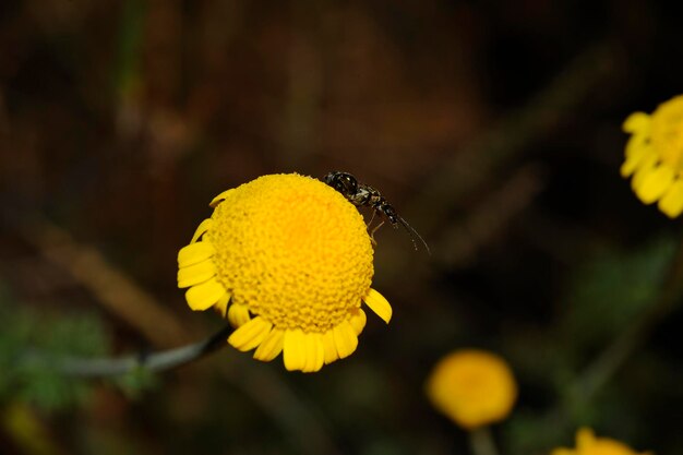 Close-up of insect on yellow flower