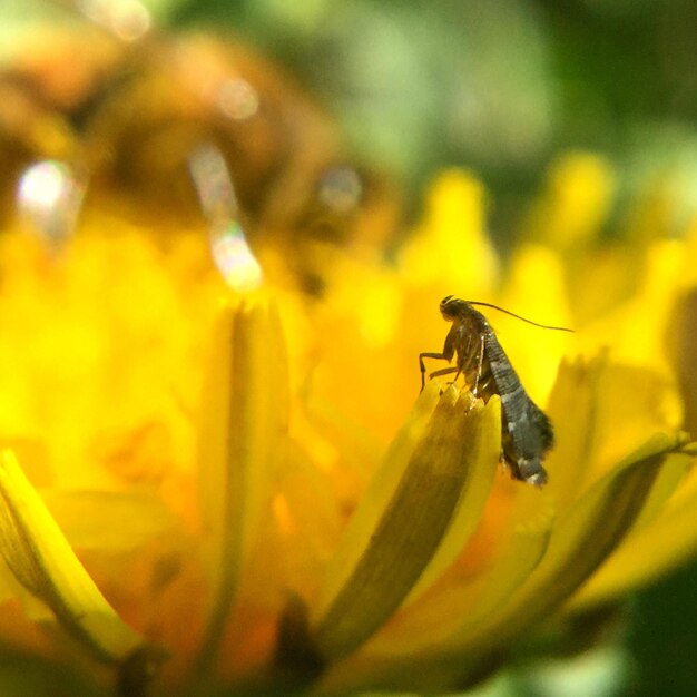 Close-up of insect on yellow flower