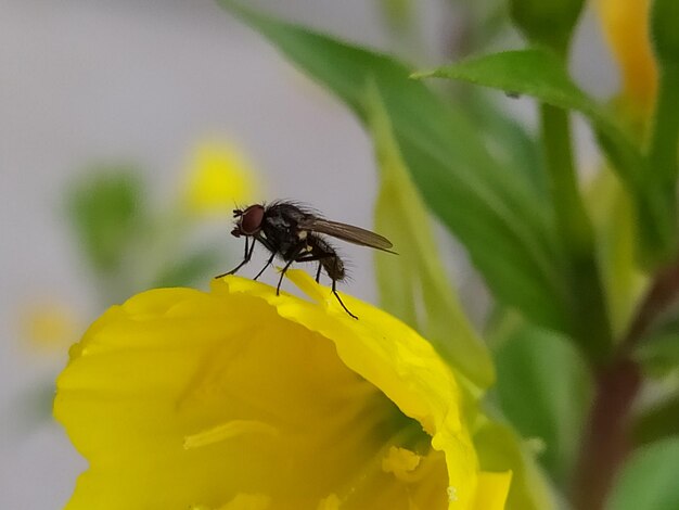 Close-up of insect on yellow flower