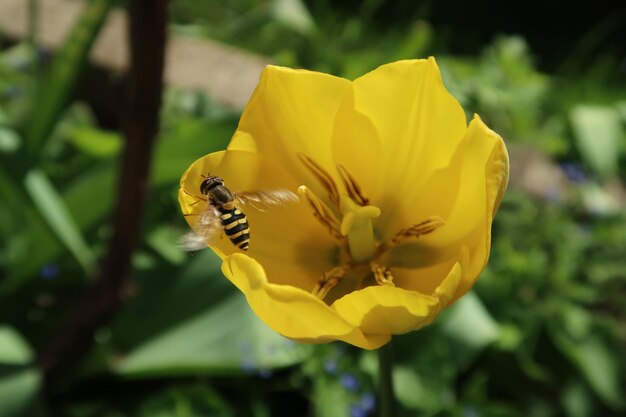 Close-up of insect on yellow flower