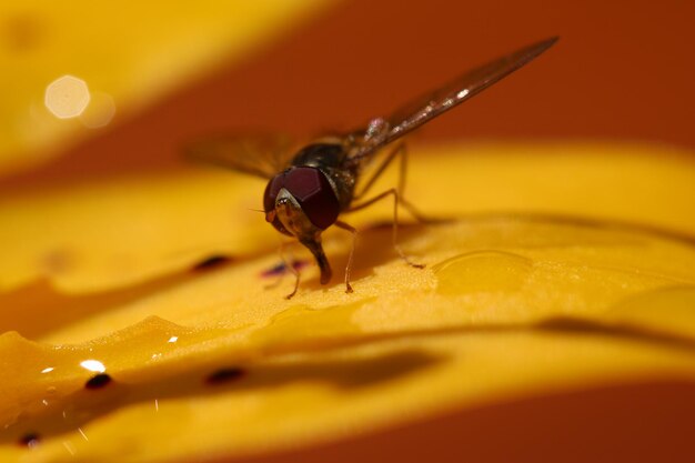 Close-up of insect on yellow flower