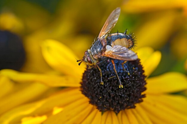 Close-up of insect on yellow flower