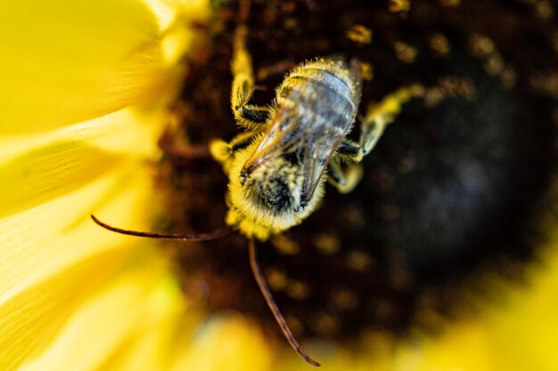 Close-up of insect on yellow flower