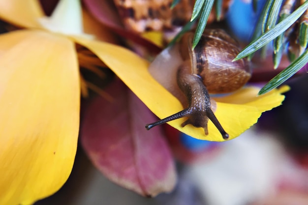 Foto prossimo piano di un insetto su un fiore giallo