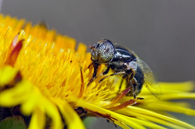 Close-up of insect on yellow flower