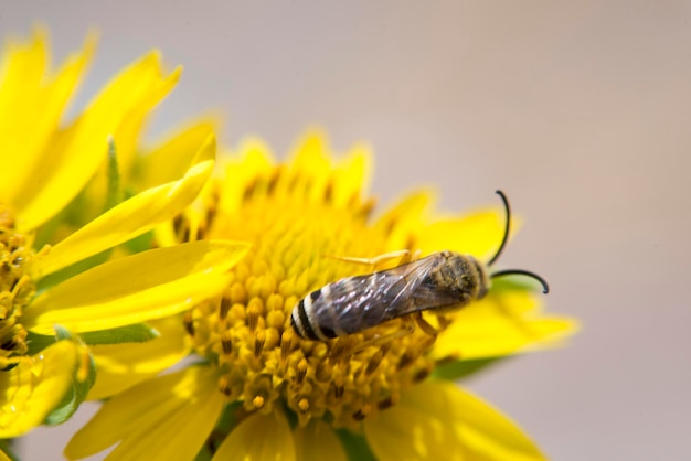 Close-up of insect on yellow flower