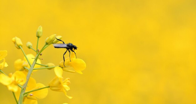 Close-up of insect on yellow flower