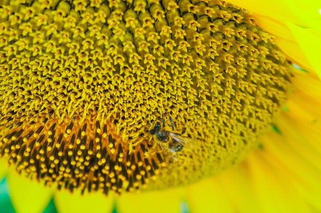 Close-up of insect on yellow flower