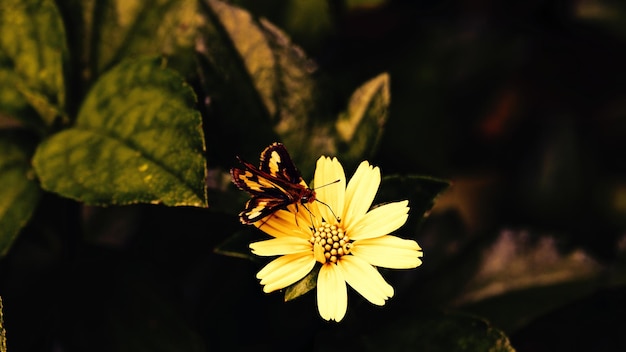 Foto prossimo piano di un insetto su un fiore giallo