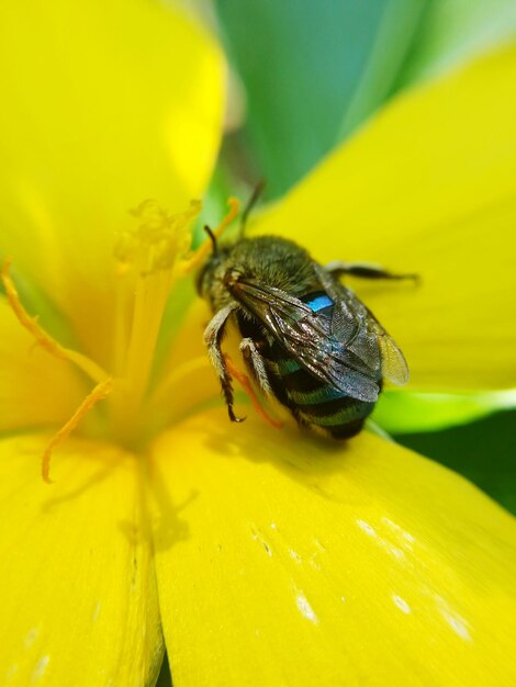 Close-up of insect on yellow flower