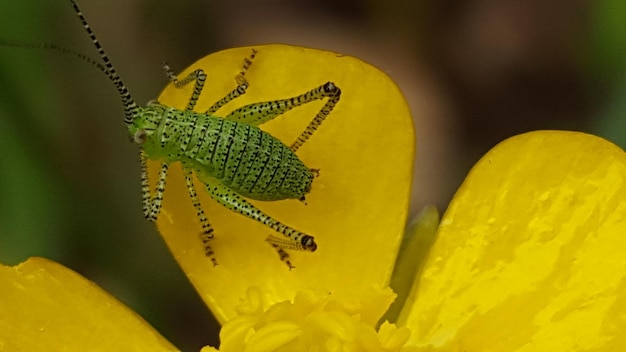 close-up of insect on yellow flower