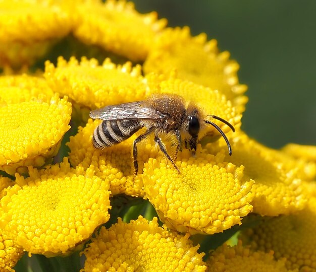 Close-up of insect on yellow flower