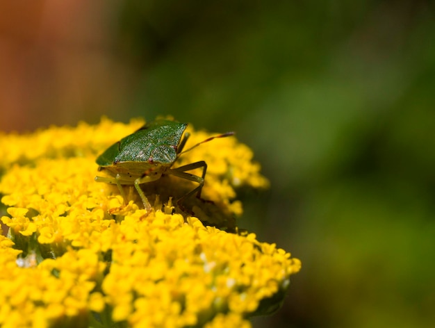 Close-up of insect on yellow flower