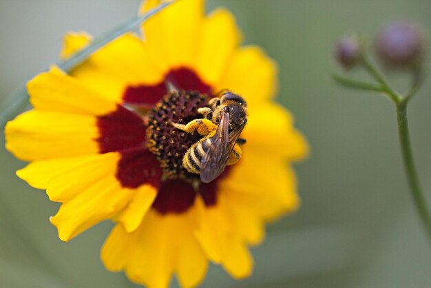 Close-up of insect on yellow flower