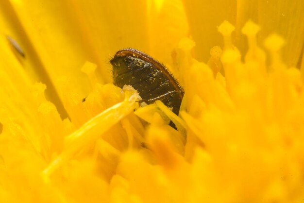 Close-up of insect on yellow flower