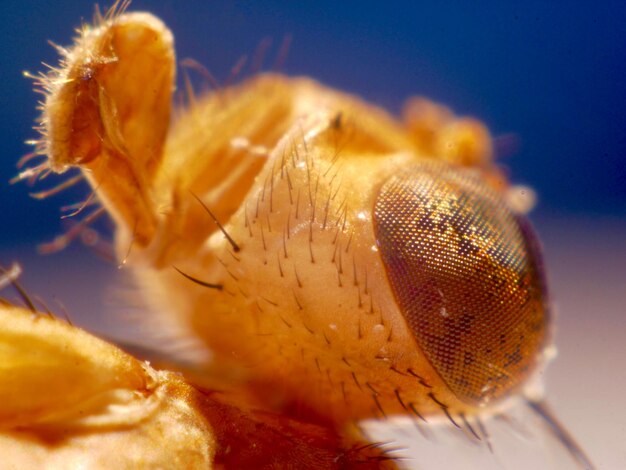 Close-up of insect on yellow flower