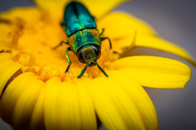 Photo close-up of insect on yellow flower