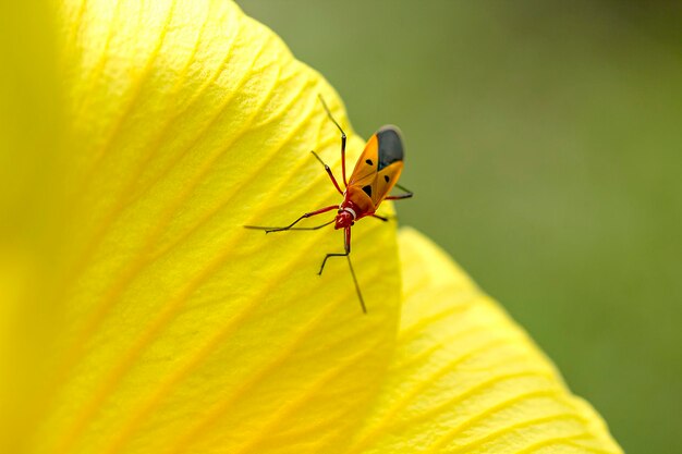 Close-up of insect on yellow flower