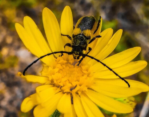 Close-up of insect on yellow flower