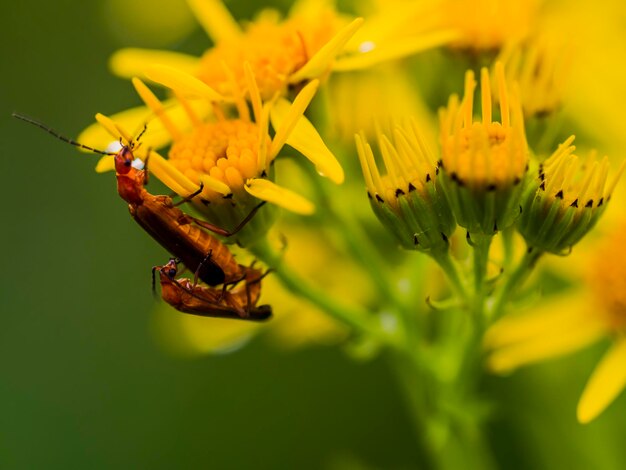 Close-up of insect on yellow flower