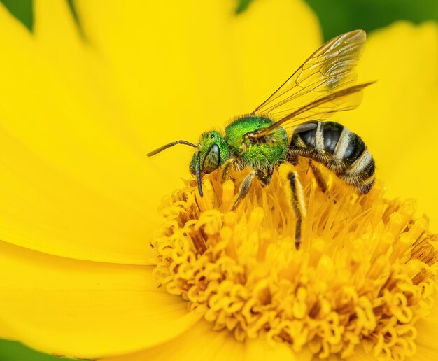 Close-up of insect on yellow flower