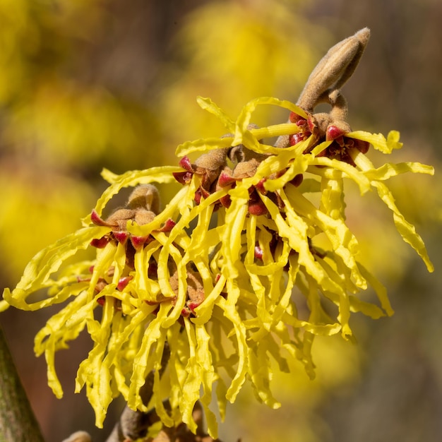 Close-up of insect on yellow flower