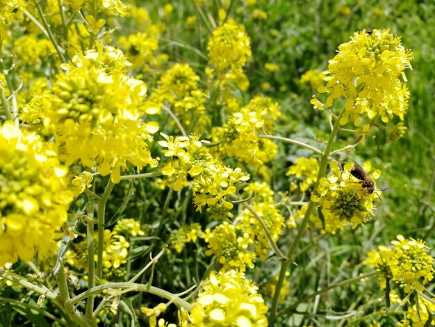 Close-up of insect on yellow flowering plant